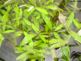 East indian hygrophila growing in water