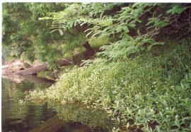 Alligator weed will grow in water and on land. 