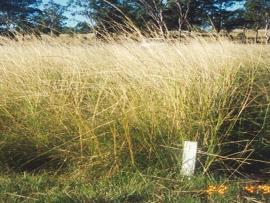 A swathe of giant Parramatta grass. 