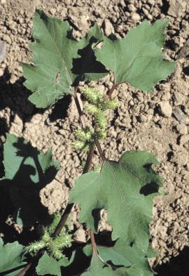 Noogoora burr weed, xanthium occidentale
