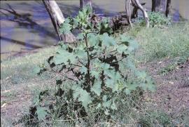 Noogoora burr weed, xanthium occidentale