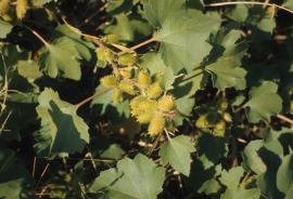 Noogoora burr, Xanthium occidentale