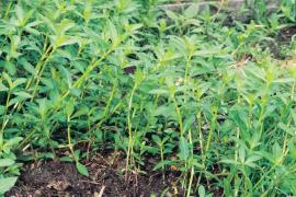 Erect summer growth on land. 