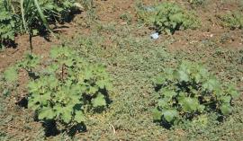 Italian cockleburr (left) & noogoora burr (right).