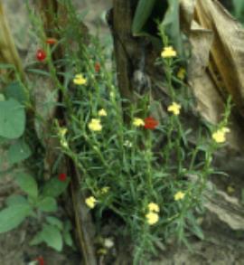 Flower colour can be red, pink, white, yellow, orange or purple.