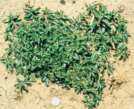 Alligator weed growing in dry conditions.