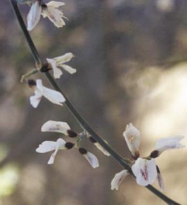 The white, pea-like flowers occur in clusters of  3–15.