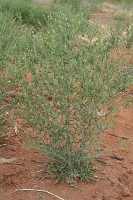  Creeping knapweed can grow to 1 m tall.