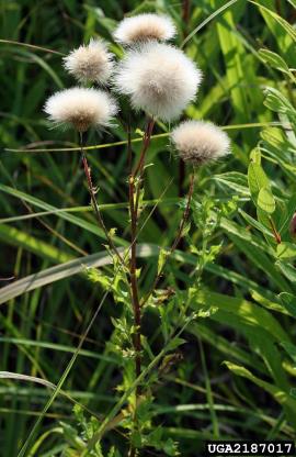 The fluffy seed heads of corn sowthistle.