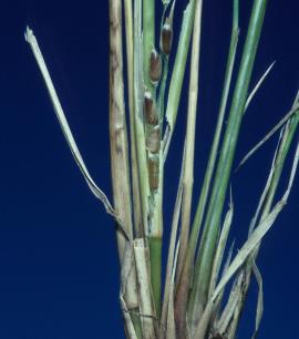 Seed can be produced in the upper and lower leaf sheaths.