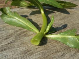 Alligator weed has hollow stems and opposite leaves.