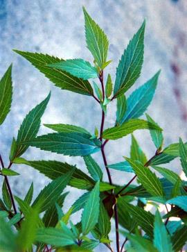 Mistflower leaves have toothed edges.
