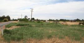 Roadside infestation of creeping knapweed.
