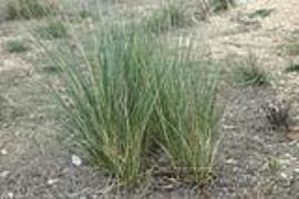 Broad-kernel espartillo grows in dense tufts.