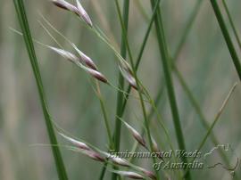 Flower spikelets of broad kernel espartillo.