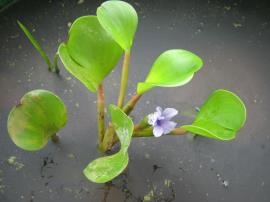 Anchored water hyacinth has round leaves above the water.
