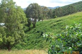 Kudzu can form very dense mats up to 2 m thick across the ground. 