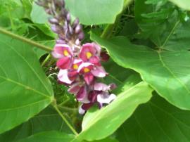 Kudzu flowers have a distinctive yellow spot on the petals.