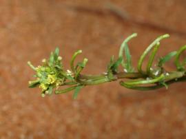 African turnip weed (Western) has small yellow or white flowers.