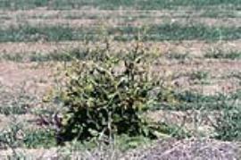 African turnip weed