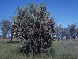 Velvety tree pear is an upright cactus up to 6 m tall.