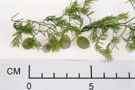 The leaf-like cladodes appear in threes. 