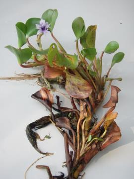 Anchored water hyacinth emergent leaves are alternate along the stem. 