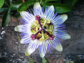 Blue passionflower flowers have a ring of blue, white and purple threads, sitting above greenish-white petals.