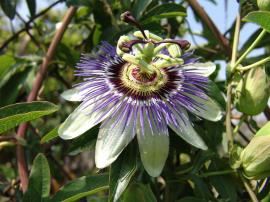 Blue passionflower.