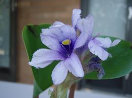 Anchored water hyacinth flowers have a deep purple centre and a distinct yellow spot on the upper petal.