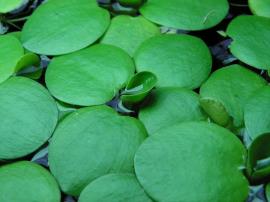 Frogbit has smooth, rounded, fleshy leaves up to 4 cm across