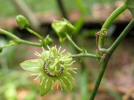 Corky passionfruit flowers are 1 to 3 cm in diameter.