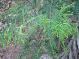 Asparagus fern foliage.