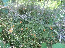 Asparagus fern fruits.