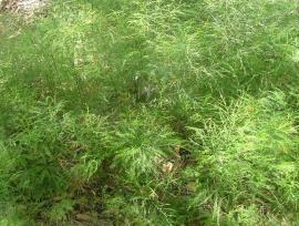 Asparagus fern infestation.