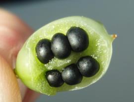 Bridal veil creeper seeds and fruit.