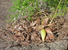 Tuberous roots of bridal veil creeper.
