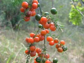 A cluster of small berries showing unripe green fruit and ripe red fruit.