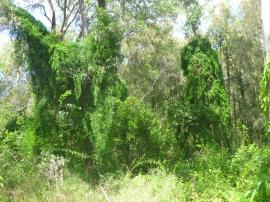 A dense infestation of climbing asparagus climbing over trees.