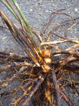 Roots are thick and fleshy but without distinct tubers.