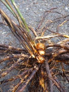 Root system of climbing asparagus.