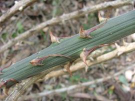 A green stem with curved spines and prominent ribs running lengthways.