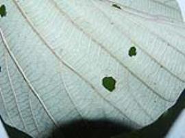 Cecropia leaves are pale underneath with whitish hairs.