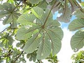 Cecropia leaves from below.