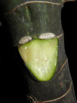 Cecropia stems have characteristic triangular leaf scars.