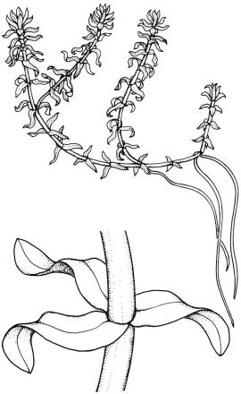 A drawing showing the leaves and stems. Note the leaves are closer together at the tip.