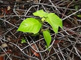 The leaves of Cecropia seedlings are often smaller and some do not have lobes.