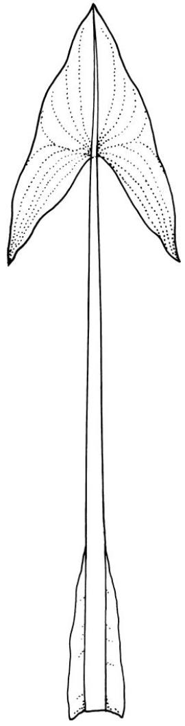 Arrowhead leaf line drawing showing the arrow shape and prominent veins radiating from the base of the leaf.