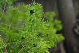 Ming asparagus fern berries are black when ripe.