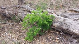 The older stems on ming asparagus fern are spiny and grey or white.